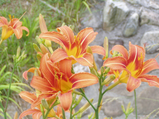 Orange Fulva Daylily Bare Root Plants - Hemerocallis fulva - 45 Pack of Perennial Flowers for Garden Landscaping