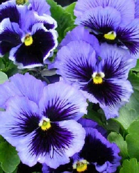 Pansy Seeds - 50 Count Frizzle Sizzle Blue - Violas (Viola tricolor) Flower Seeds for Garden Planting