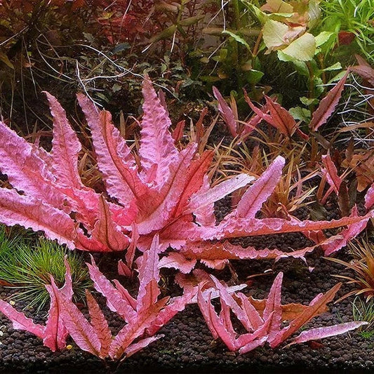 Cryptocoryne 'Pink Flamingo' - Easy Live Aquarium Plant - Aquatic Pond Plant - Cryptocoryne wendtii