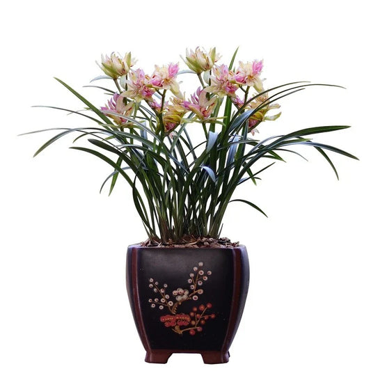Cymbidium Orchid Plant - Butterfly Variety, Extra Fragrant, Easy Care, Cymbidium ensifolium - Bare Root