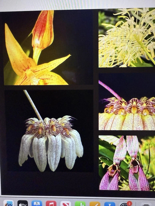 Orchid Plant Bulbs 2 Small Rooted Bulbs Bulbophyllum spp. Unique Flowering Variety