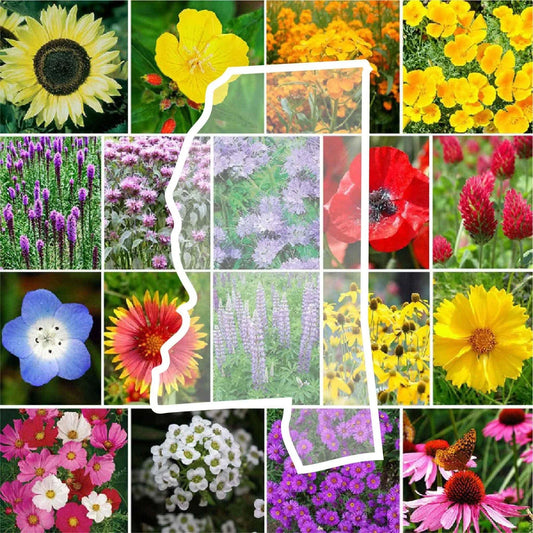Wildflower Seed Mix - 1000 Non-GMO Mississippi State Flower Perennials & Annuals - Native Wildflowers