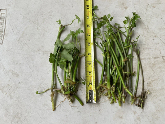 17 Bare Root Water Dropwort Plants, Oenanthe javanica (Minari), Aquatic Edible Herb, Fresh Watercress Replacement