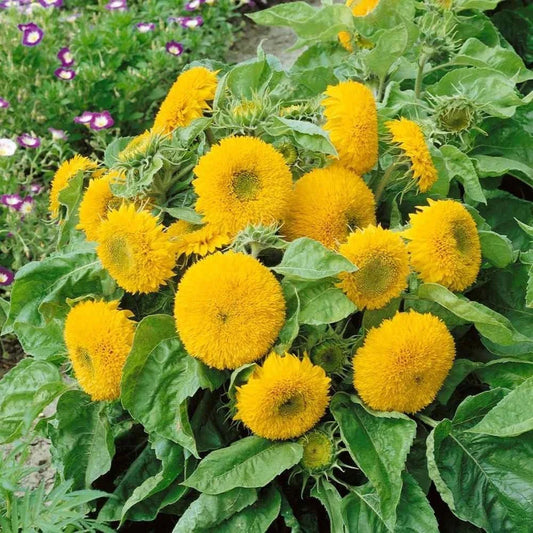 Double Dwarf Sunflower Seeds - 50+ Dwarf Teddy Bear - Sungold - Helianthus annuus