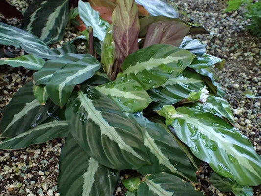 Calathea Seeds - 25+ Undulata Variety for Garden Planting - Calathea undulata - USA