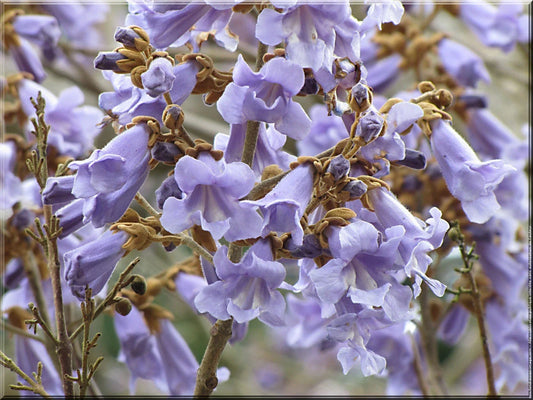 Royal Empress Tree Seeds - Fast Growing Tree Seeds for Gardens - Paulownia tomentosa
