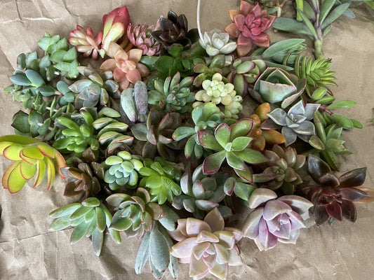 40 Healthy Plant Cuttings - Colorful & Cute Variety - Perfect for Gardening - Ideal for Planting Projects