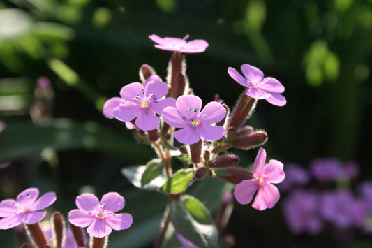 Soapwort Seeds - 105 Count - Bouncing Bet Pink Cowcockle - Saponaria officinalis - GroCo USA