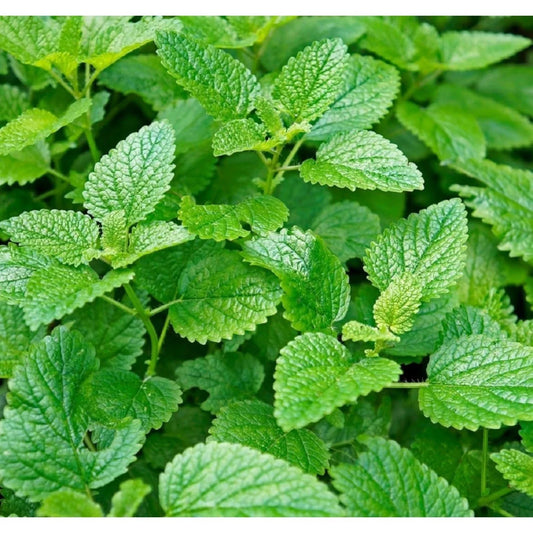 Mint Seeds for Planting - 1000pcs Non-GMO Heirloom Herb Seeds - Perfect for Herbal Tea Garden (Mentha spp.)
