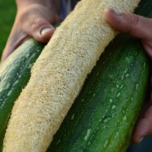 Luffa Gourd Seeds - 24 Count - Loofah Sponge Gourd - Dishcloth Gourd - Rare Variety - Ideal for Gardening