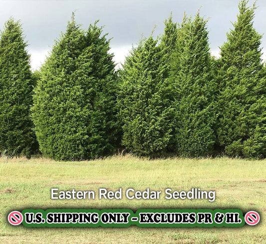 Eastern Red Cedar Tree - Quart Pot Live Plant - Bare Root - Juniperus virginiana - Zones 2-9 - Ships to CA
