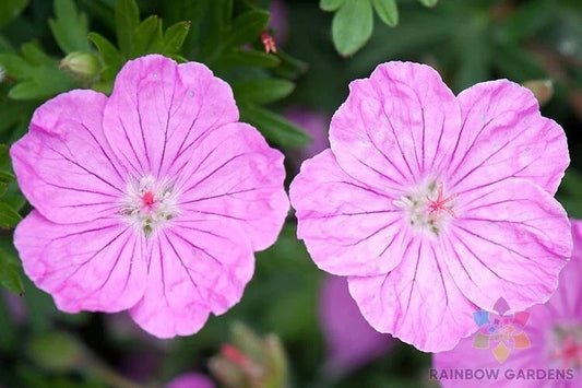 Ankum's Pride Geranium Seeds - 25+ Bloody Cranesbill Seeds for Garden - Pelargonium sanguineum