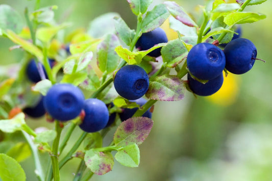 Bilberry Seeds - 30 Seeds - Dwarf Shrub - Vaccinium myrtillus - Free Shipping - US Seller