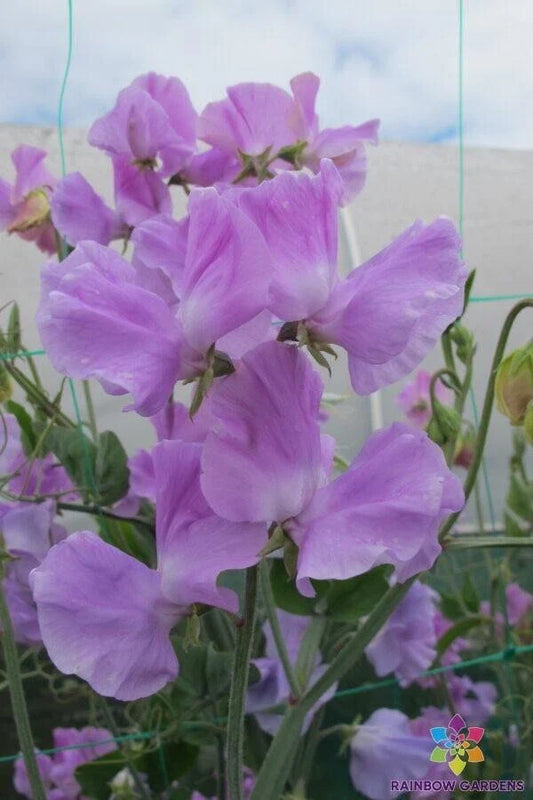 Karen Louise Sweet Pea 50 Seeds for Garden Planting - Lathyrus odoratus - USA Grown - Free Shipping