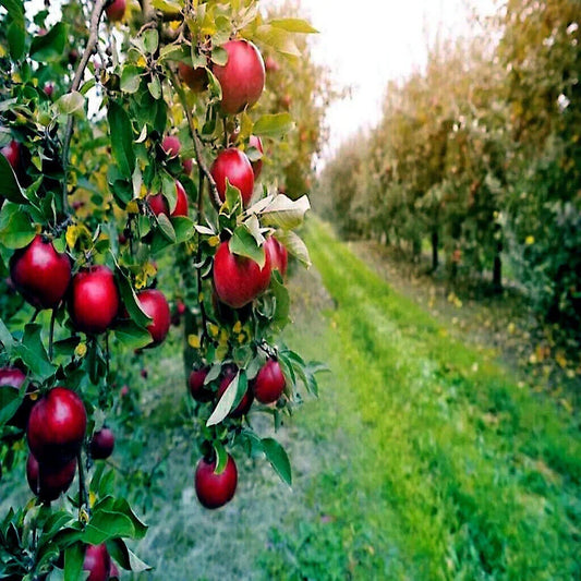 Paradise Apple Tree Seeds - Red Delicious Variety - Malus p. Hardy-3 Garden Fruit Plant