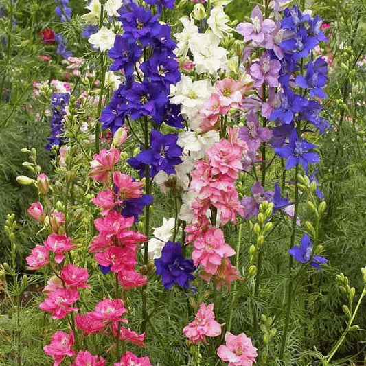 Larkspur Seeds 200 Count Fresh Annual Flower Seeds (Consolida ajacis) - Colorful Blooms for Garden Planting