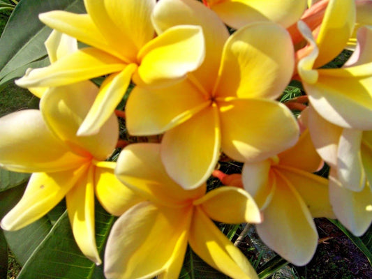 Plumeria Live Cutting - Yellow Tropical Plant - Frangipani (Plumeria spp.)