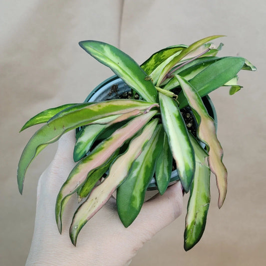 Hoya Kentiana Wayetii Variegated - Live Plant in 4" Pot - Rare Variegated Hoya - Exotic Indoor Houseplant
