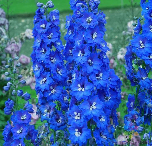 Cobalt Dreams Delphinium Seeds - 200+ Pack for Garden Planting - Delphinium elatum - USA Grown