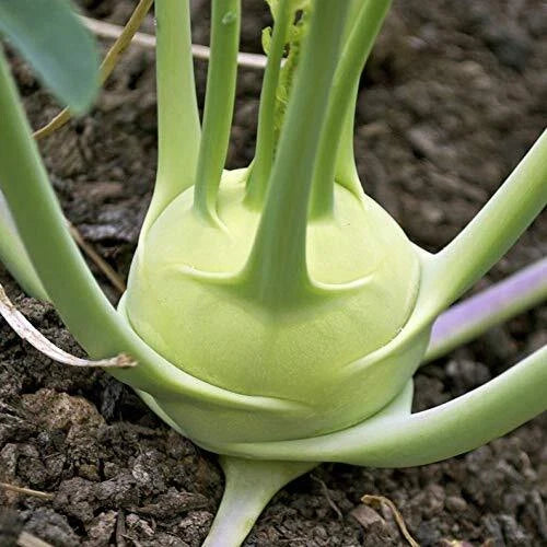 Kohlrabi Seeds Packet | 100+ Giant White Heirloom Seeds | Brassica oleracea var. gongylodes