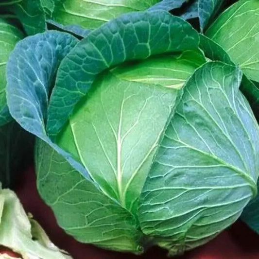 Cabbage Seeds 1000+ Heirloom Danish Ballhead NON-GMO Fresh Seeds