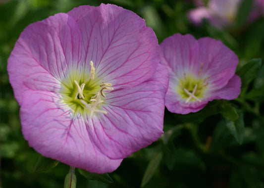 Primrose Seeds - 675 Count - Evening Showy Pink - Primula evening dusk - GroCo USA - Ships Free on 15+ Items