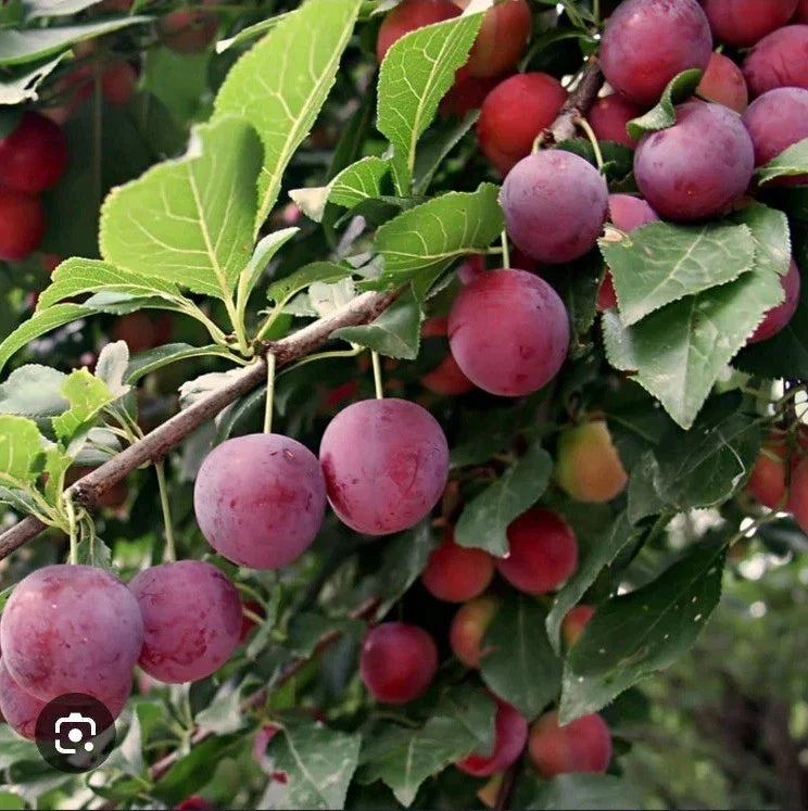 American Plum Fruit Tree Scion Cuttings - 10 Pack for Grafting & Rooting - Prunus Americana