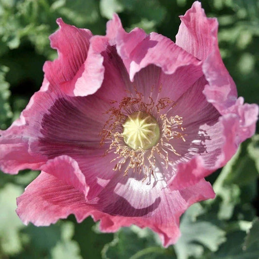 Giant Pink Poppy Seed Pods - Non-GMO 500 Seeds - Papaver somniferum - Huge Blooms for Baking & Gardening