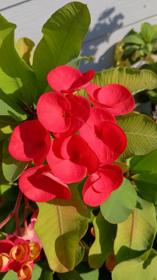 Crown of Thorns Cutting - Bright Red - Euphorbia milii - 1 Count