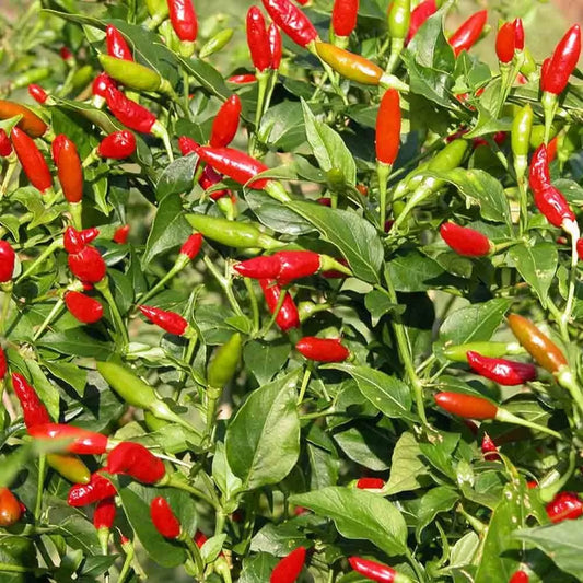Tabasco Pepper Seeds - Hot Pepper Variety - Capsicum frutescens - Heirloom Seed for Garden Planting