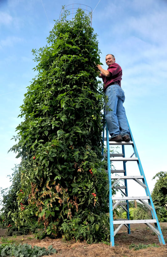 Trip L Crop Tomato Seeds - 30+ Seeds - Rare Tomato Tree Variety - Vigorous 15 Foot Vines (Solanum lycopersicum)