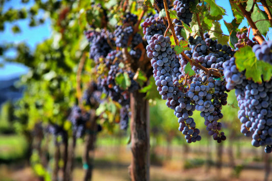 Grape Vine Seeds 30 Pack, Wine Grape Seeds for Planting, Vitis vinifera, Fruit Variety, Home Garden