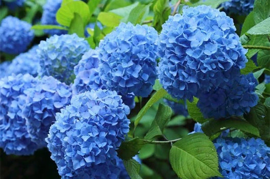 Blue Hydrangea Plant Cutting 3-8" Tall Fully Rooted Live Plant (Hydrangea macrophylla)