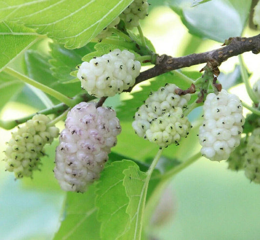 White Mulberry Tree Seeds - 50+ Count - Sweet Edible Fruit - Morus alba - USA Seller, Free Shipping