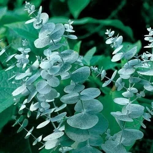 Silver Drop Eucalyptus Seeds, 25 Seeds, Jocadew Eucalyptus, Eucalyptus cinerea