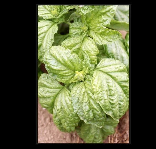 Basil Seeds Grandi Foglie Valentino Italian Gourmet Aroma - 100 to 4000 Seeds for Microgreens, Ideal for Culinary Use