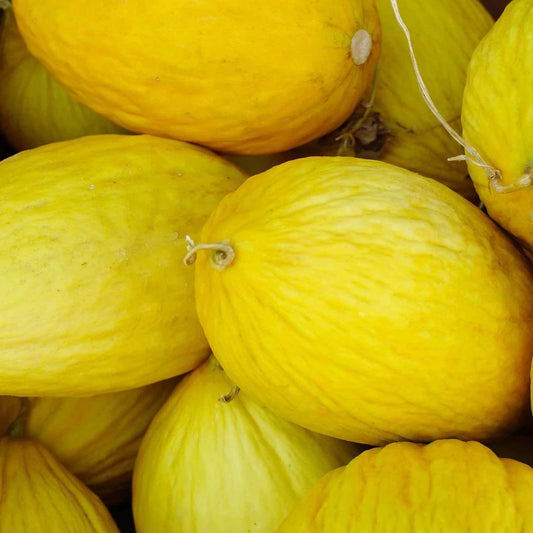 Crenshaw Melon Seeds Heirloom NON-GMO Variety Sizes Cucumis melo - Free Shipping