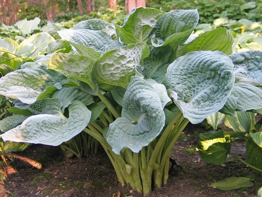 Hosta Plant 5.25" Pot Deep Waters Blue Corrugated Perennial Shade (Hosta 'Deep Waters')