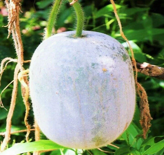 Giant White Skin Winter Melon Seeds - Dong Gua Ash Wax Gourd - Asian Vegetable Seeds for 2025 Planting