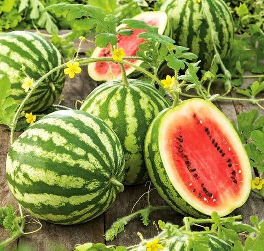 Crimson Sweet Watermelon Seeds - 25 Heirloom Seeds for 25 lbs Fruit - Citrullus lanatus