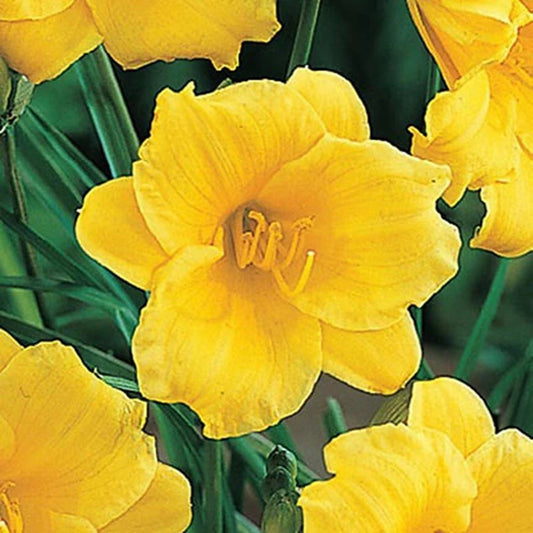 Daylily Plant 6-12" Yellow Stella de Oro Hemerocallis Live Rooted Flower Bush