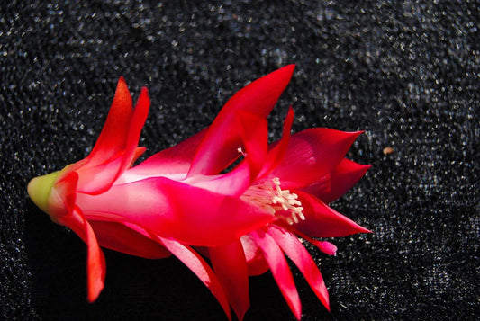 Christmas Cactus Starter Plant - Schlumbergera Truncata - Holiday Blooming Indoor Houseplant