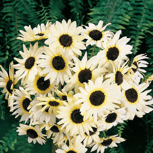 Sunflower Seeds - 100 Non-GMO Italian White Cut Flowers for Pollinators & Bees - Helianthus annuus