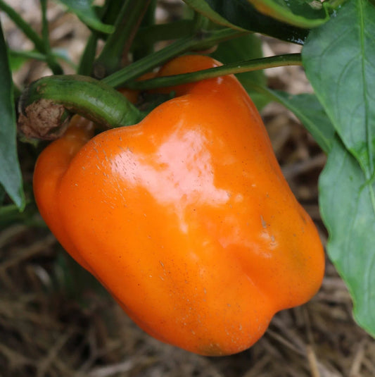 Orange Sun Sweet Bell Pepper Seeds - 30+ Heirloom NON-GMO - Fresh Vegetable Seeds - Capsicum annuum