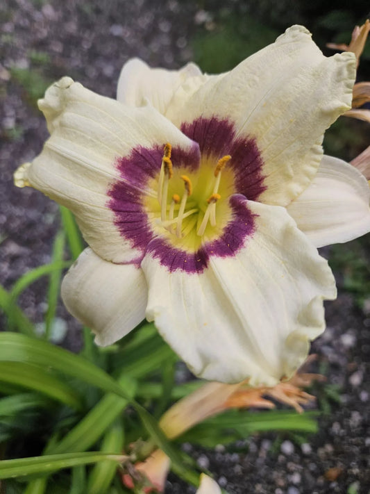 Daylily Plant - Hemerocallis 'Pandoras Box' - Bare Root - Plum & Cream Flowers - Outdoor Perennial for Garden