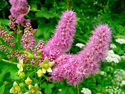 Western Spirea Seeds - 1000 Count - Spiraea douglasii - Steeple Bush Wildflower