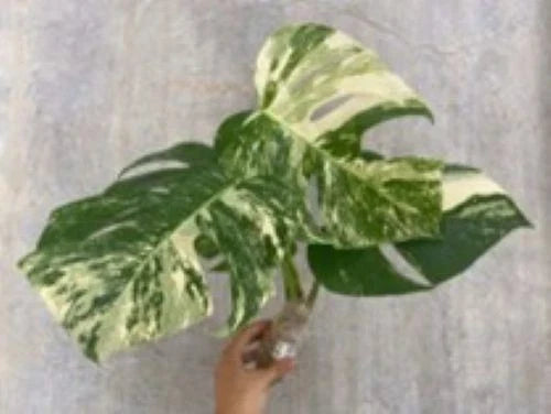 Live Plant Cutting - 2 Rooted White Variegated Monstera Deliciosa Borsigiana Albo - Exotic Houseplant