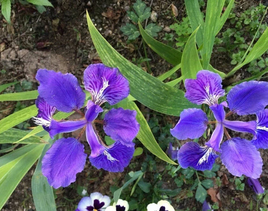 Purple Iris Tectorum Rhizomes - 5 Live Healthy Plants for Easy Planting - Iris Tectorum Rhizomes