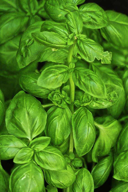 Sweet Basil Seeds, 500 Count, Culinary Herb, Ocimum basilicum, Non-GMO