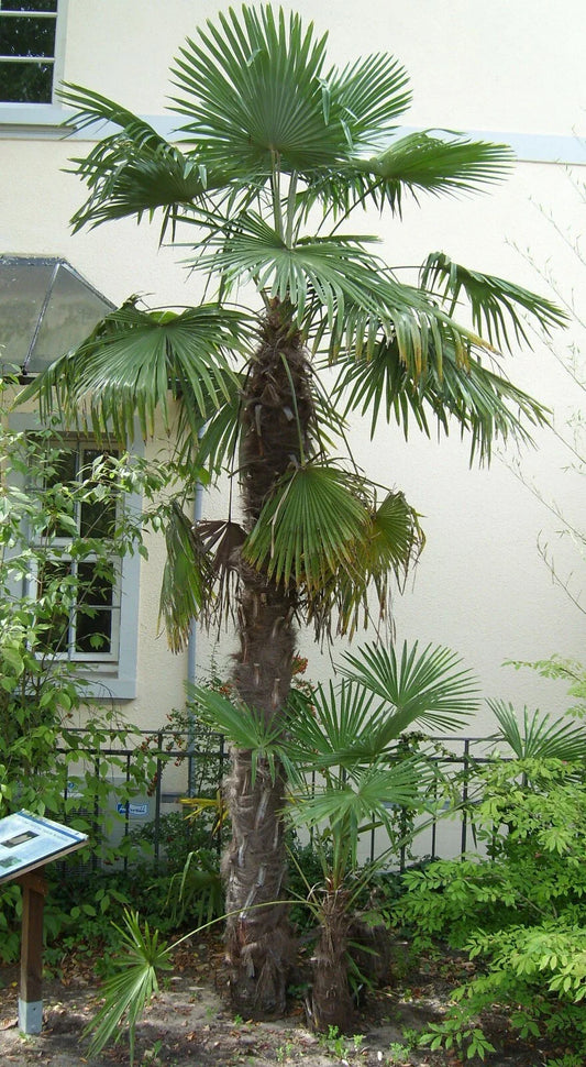 Windmill Palm Seeds, 10 Pack, Trachycarpus fortunei, Hardy Tropical Tree, Indoor/Outdoor Gardening
